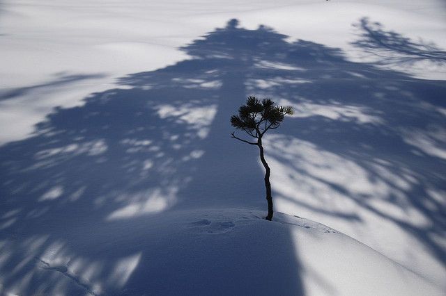 Image of Plant shadowed